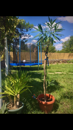 Nikola's House — photo 3