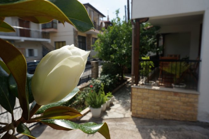 Magnolia — photo 4